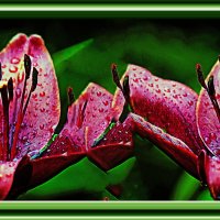 Цветение :: Владимир Кроливец Цветение :: Владимир Кроливец