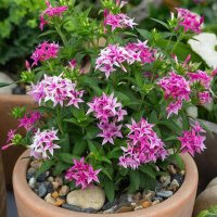 пентас ланцетный. :: МАРИЯ ПОПОВА