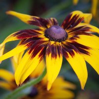 Рудбекия. :: Лилия * Рудбекия. :: Лилия *