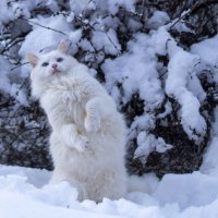 Стойка :: Сергей Ц Стойка :: Сергей Ц