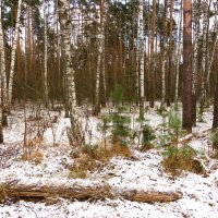 Снег на опушке :: Андрей Снегерёв Снег на опушке :: Андрей Снегерёв