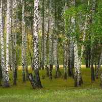 Берёзы из "Лесной сказки" :: Olenka 