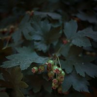 *** :: Елена Алексеева