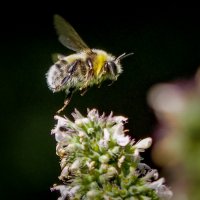 *** :: Андрей *** :: Андрей