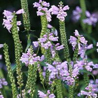 они на радость нам даны :: Олег Лукьянов они на радость нам даны :: Олег Лукьянов