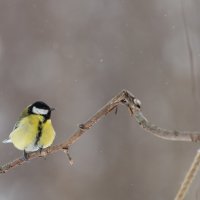 Синицы. Зима :: Владимир Лазарев Синицы. Зима :: Владимир Лазарев