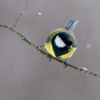 Синицы. Зима :: Владимир Лазарев Синицы. Зима :: Владимир Лазарев