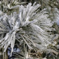 *** :: Виктор Иванович Чернюк *** :: Виктор Иванович Чернюк