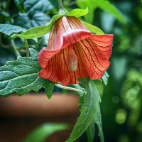 Канарина канарская :: Андроник Александр 