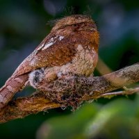 Цейлонский лягушкорот :: Aleksey Afonin Цейлонский лягушкорот :: Aleksey Afonin