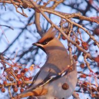 Я тебя вижу фотограф. :: сергей ермошкин Я тебя вижу фотограф. :: сергей ермошкин