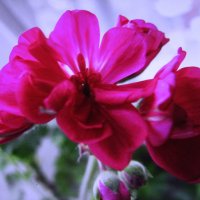 Герань :: Людмила Смородинская