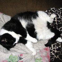 После сытного обеда :: Людмила Смородинская После сытного обеда :: Людмила Смородинская