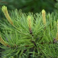 Тишина :: redfox 