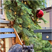 ******* :: Валерия Комова ******* :: Валерия Комова