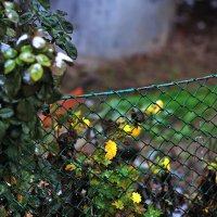 Цветочки созрели :: Юрий Гайворонскiий