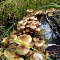 Опяттки. :: nadyasilyuk Вознюк