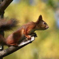 Белка :: Константин Анисимов Белка :: Константин Анисимов