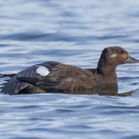 турпан. :: юрий макаров турпан. :: юрий макаров