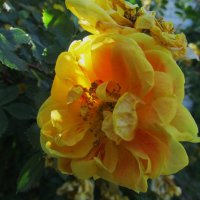 июнь :: Елена Шаламова июнь :: Елена Шаламова