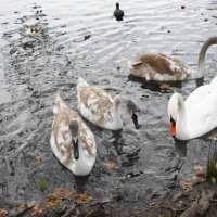 Лебеди в городском парке :: Рита Симонова
