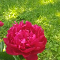 Любимые цветы :: Натали 