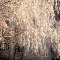 Морозным днем :: Елена Семигина Морозным днем :: Елена Семигина