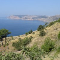 Природа Крыма :: Amazing Cosmea Природа Крыма :: Amazing Cosmea