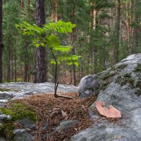 Прижился... :: Влад Никишин