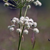 Мухи обедают. :: ВикТор Быстров Мухи обедают. :: ВикТор Быстров