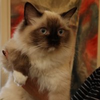 Пушистый красавец! :: Дмитрий П