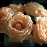 цветы для любимых :: Олег Лукьянов