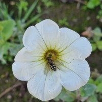 Лето медленно уходит... :: Наталья Лето медленно уходит... :: Наталья