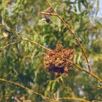 *** :: Елена Алексеева