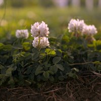 *** :: Елена Алексеева