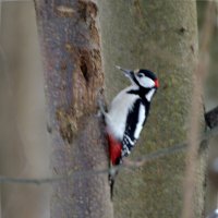 Большой пёстрый дятел :: Сергей Владимирович Егоров