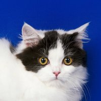 Киска Бубочка :: Светлана Ищенко