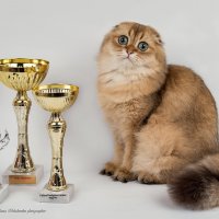 ,,, :: Светлана Ищенко