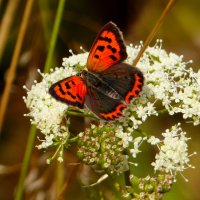 опять про бабочек...180 :: Александр Прокудин