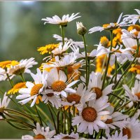 Про ромашки... :: Aquarius - Сергей Про ромашки... :: Aquarius - Сергей