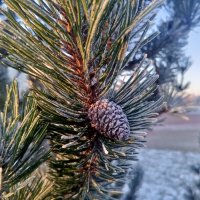 Сосна :: Сапсан Сосна :: Сапсан