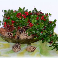 У брусники вкус особый: то ли кислый, то ли нет. Сколько ты ее ни пробуй, не найдешь на то ответ. :: nadyasilyuk Вознюк У брусники вкус особый: то ли кислый, то ли нет. Сколько ты ее ни пробуй, не найдешь на то ответ. :: nadyasilyuk Вознюк