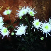 Комнатная хризантема :: Людмила Смородинская Комнатная хризантема :: Людмила Смородинская