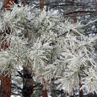 Веточка сосны :: Галина Нестратова