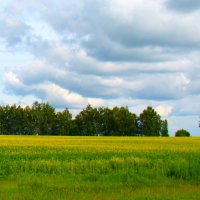ЦВЕТУЩЕЕ ПОЛЕ РАПСА :: Валентина 