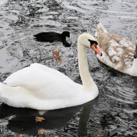 Лебеди в городском парке :: Рита Симонова Лебеди в городском парке :: Рита Симонова