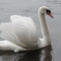 Лебеди в городском парке :: Рита Симонова Лебеди в городском парке :: Рита Симонова