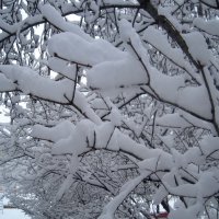 Снежной зимой :: Елена Семигина Снежной зимой :: Елена Семигина