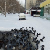 Греются и кормятся :: Андрей Макурин Греются и кормятся :: Андрей Макурин