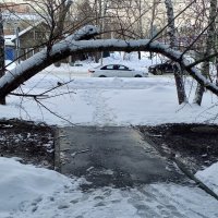 Дерево дугой через тропинку :: Андрей Макурин